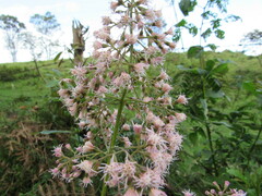 Ageratina ampla