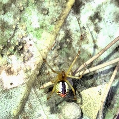 Theridion pyramidale