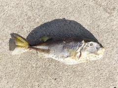 Lagocephalus lunaris