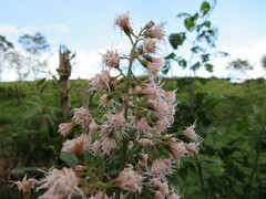 Ageratina ampla