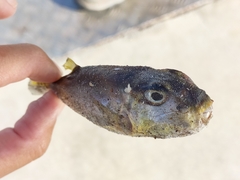 Lagocephalus lunaris