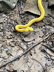 Bothriechis schlegelii