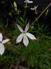 Lithotoma anethifolia