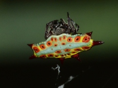 Gasteracantha