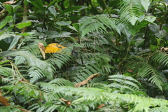 Diplazium laxifrons