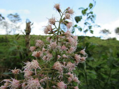 Ageratina ampla