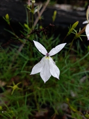 Lithotoma anethifolia