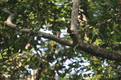 Muscicapa dauurica