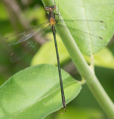 Lestes inaequalis