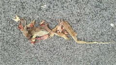 Varanus panoptes panoptes