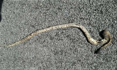 Aspidites melanocephalus