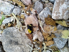 Bombus steindachneri