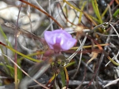 Utricularia lateriflora