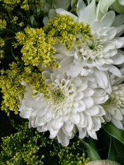 Chrysanthemum morifolium