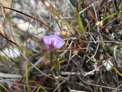 Utricularia lateriflora