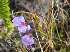 Utricularia lateriflora