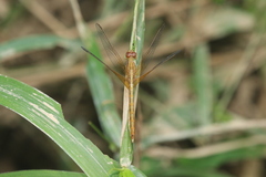 Neurothemis intermedia