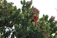 Himatione sanguinea