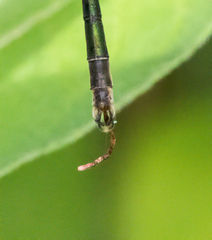 Lestes inaequalis
