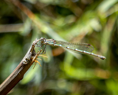 Austrolestes leda