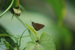 Polytremis lubricans