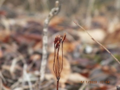 Primula meadia