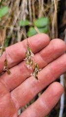 Anthoxanthum cupreum