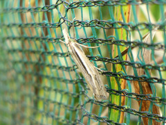 Orocrambus ramosellus