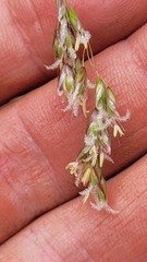 Anthoxanthum cupreum