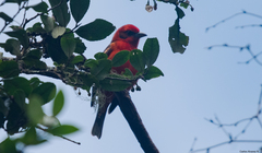 Piranga bidentata