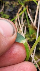 Anthoxanthum cupreum