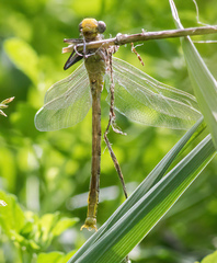 Arigomphus cornutus