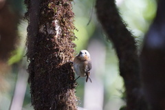 Chasiempis sclateri