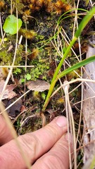 Anthoxanthum cupreum