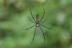 Nephila pilipes