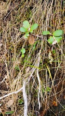 Anthoxanthum cupreum