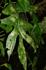 Dorstenia