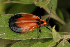 Lycus ampliatus
