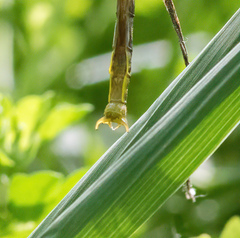Arigomphus cornutus
