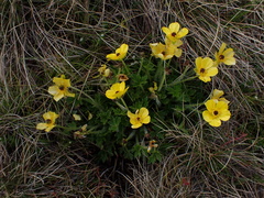 Ranunculus graniticola