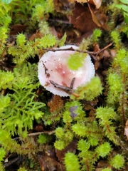 Russula roseopileata