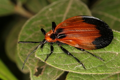 Lycus ampliatus