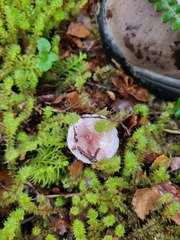 Russula roseopileata