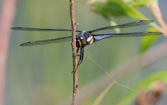 Libellula cyanea