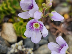 Veronica hookeriana