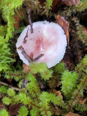 Russula roseopileata