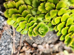 Veronica hookeriana