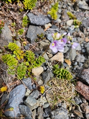 Veronica hookeriana