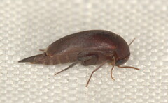 Tolidopalpus nitidocoma