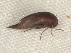 Tolidopalpus nitidocoma